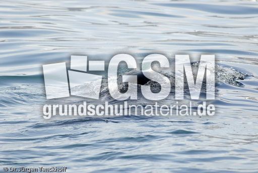 Buckelwal (26 von 57).jpg